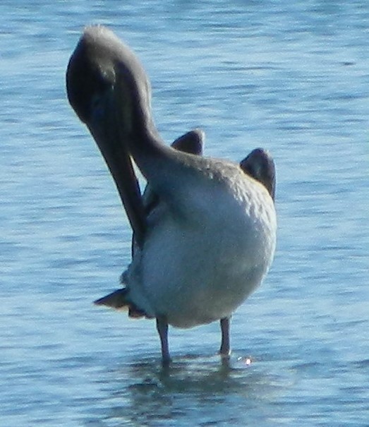 pelikán hnědý (ssp. californicus) - ML293497621