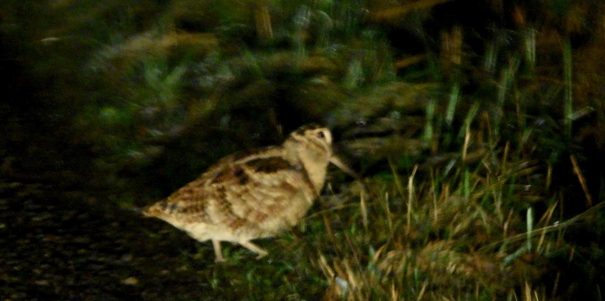 Eurasian Woodcock - ML293497661