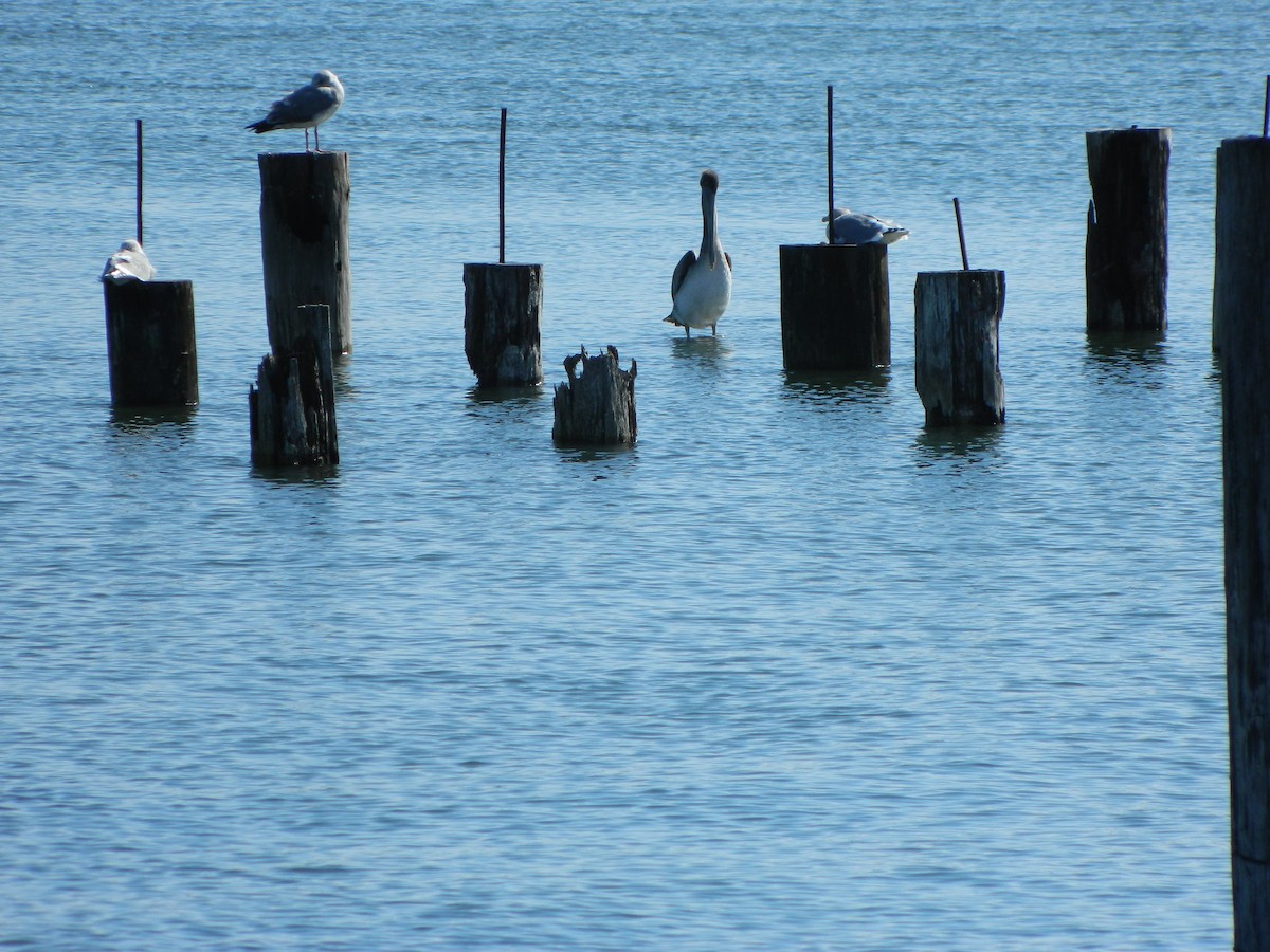 Brown Pelican (California) - ML293497721