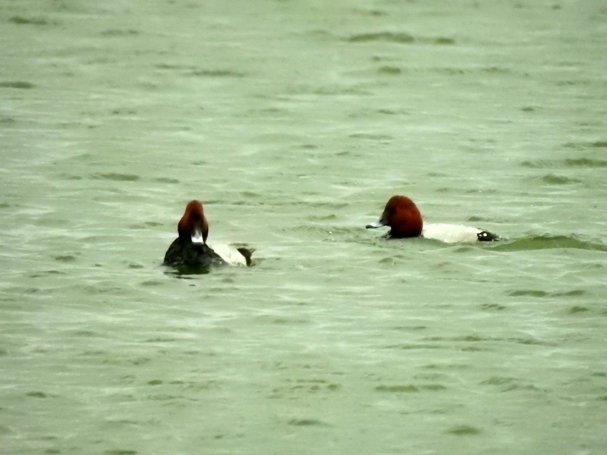 Common Pochard - ML293498291