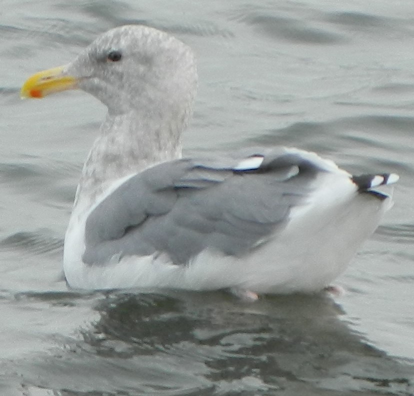 Western x Glaucous-winged Gull (hybrid) - Sally Anderson