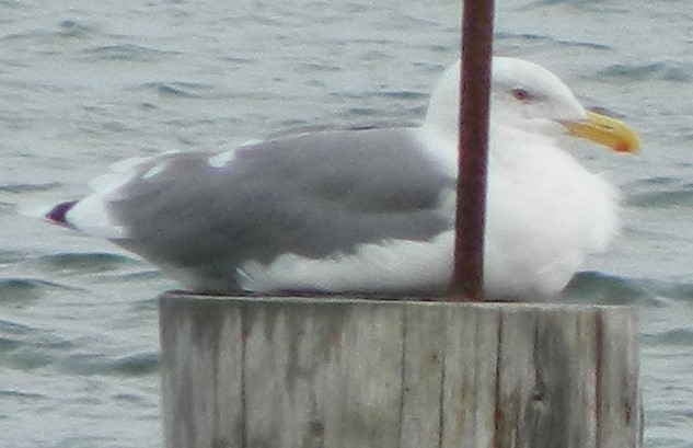 Western x Glaucous-winged Gull (hybrid) - ML293498701