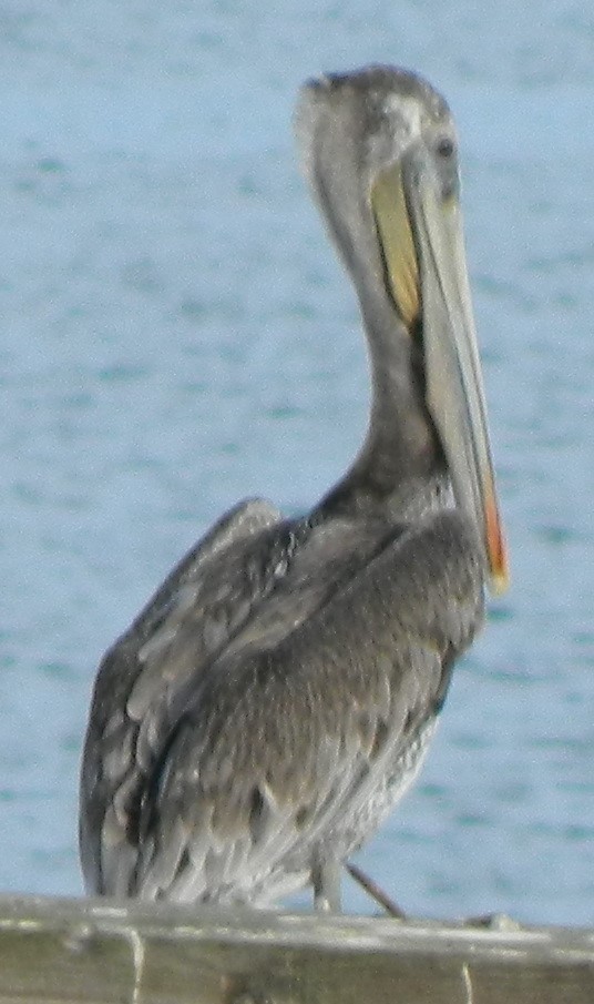 pelikán hnědý (ssp. californicus) - ML293498891