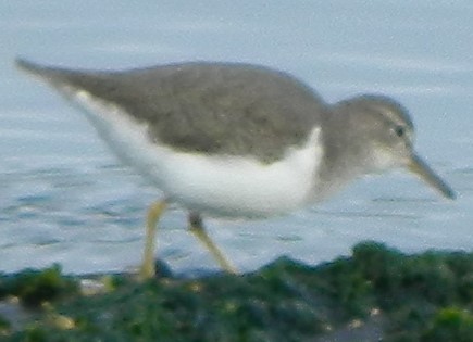 Spotted Sandpiper - Sally Anderson
