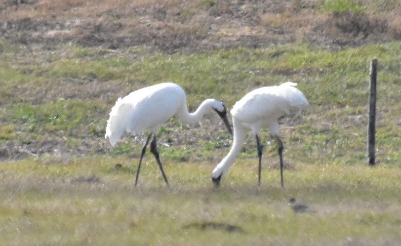 Whooping Crane - ML293499631