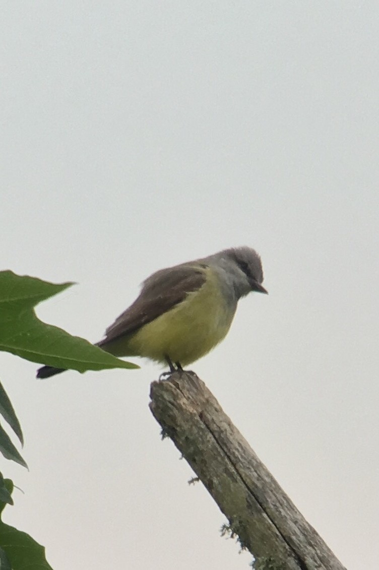 Western Kingbird - ML29350061