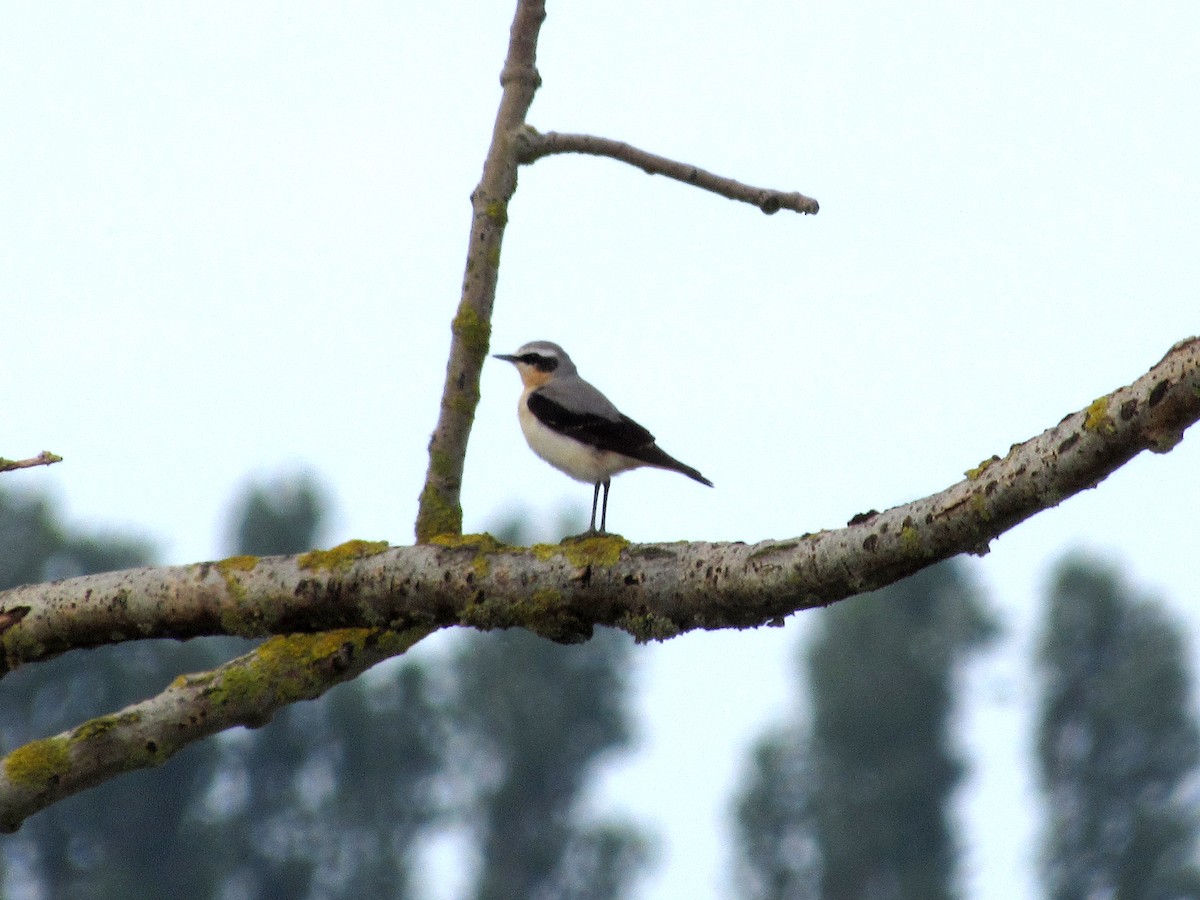 Northern Wheatear - ML293501031