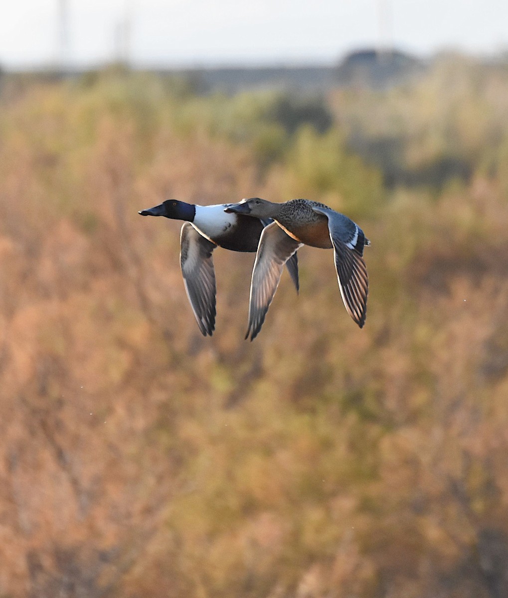 Northern Shoveler - Juan Carlos  Granero Ruiz