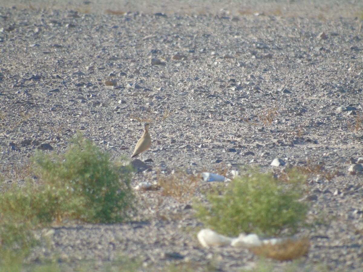 Cream-colored Courser - ML293502291