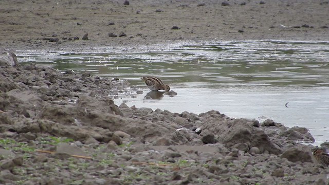 Common Snipe - ML293503741