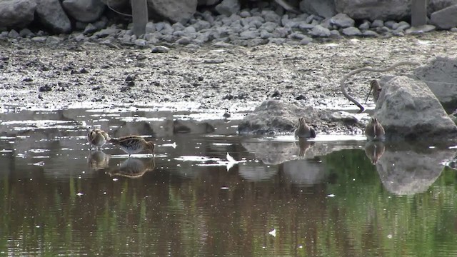 Common Snipe - ML293503981