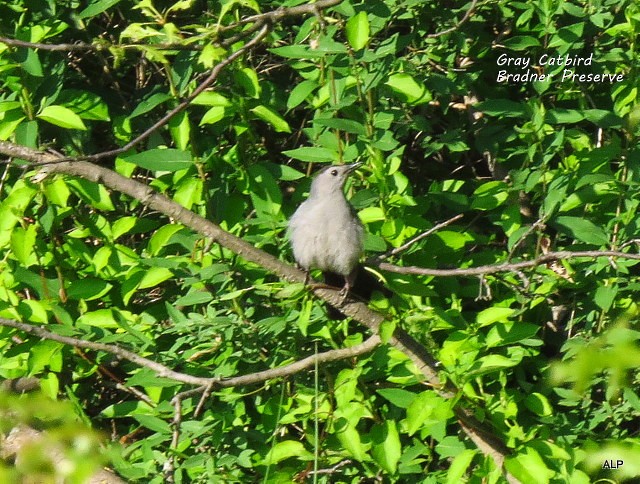 Gray Catbird - ML29350461