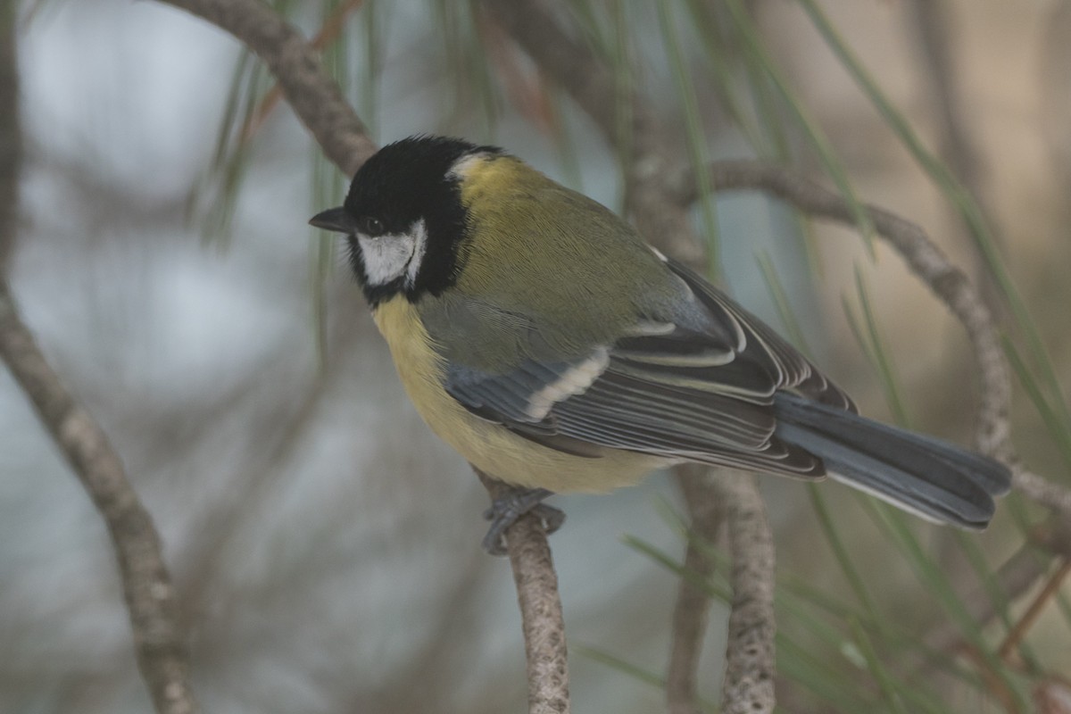 Great Tit - ML293507921