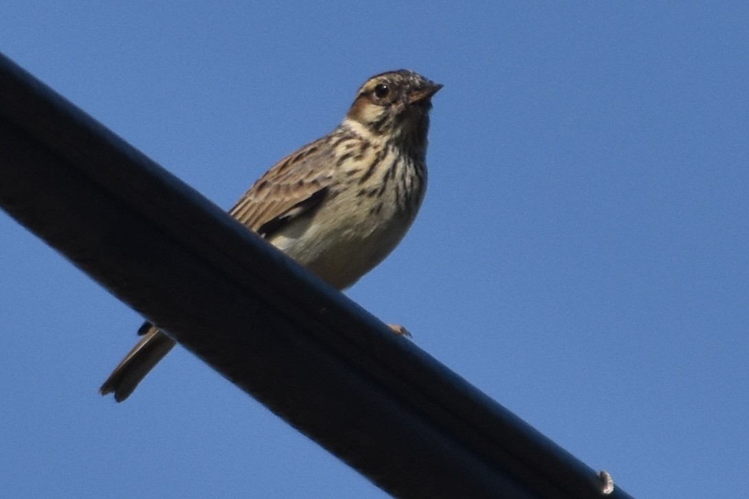 Wood Lark - ML293508421