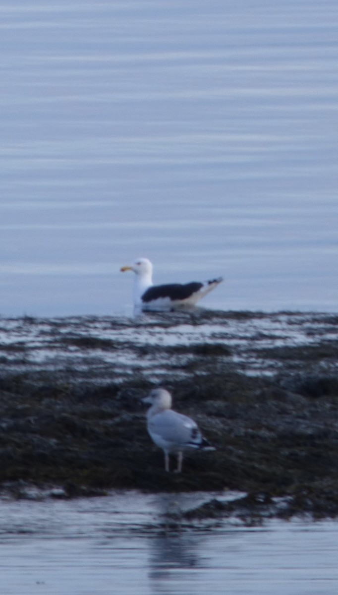 Ring-billed Gull - ML293510731