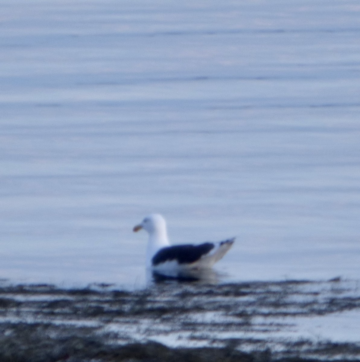 Great Black-backed Gull - ML293510761