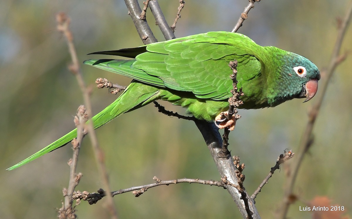 Blue-crowned Parakeet - Luis Arinto