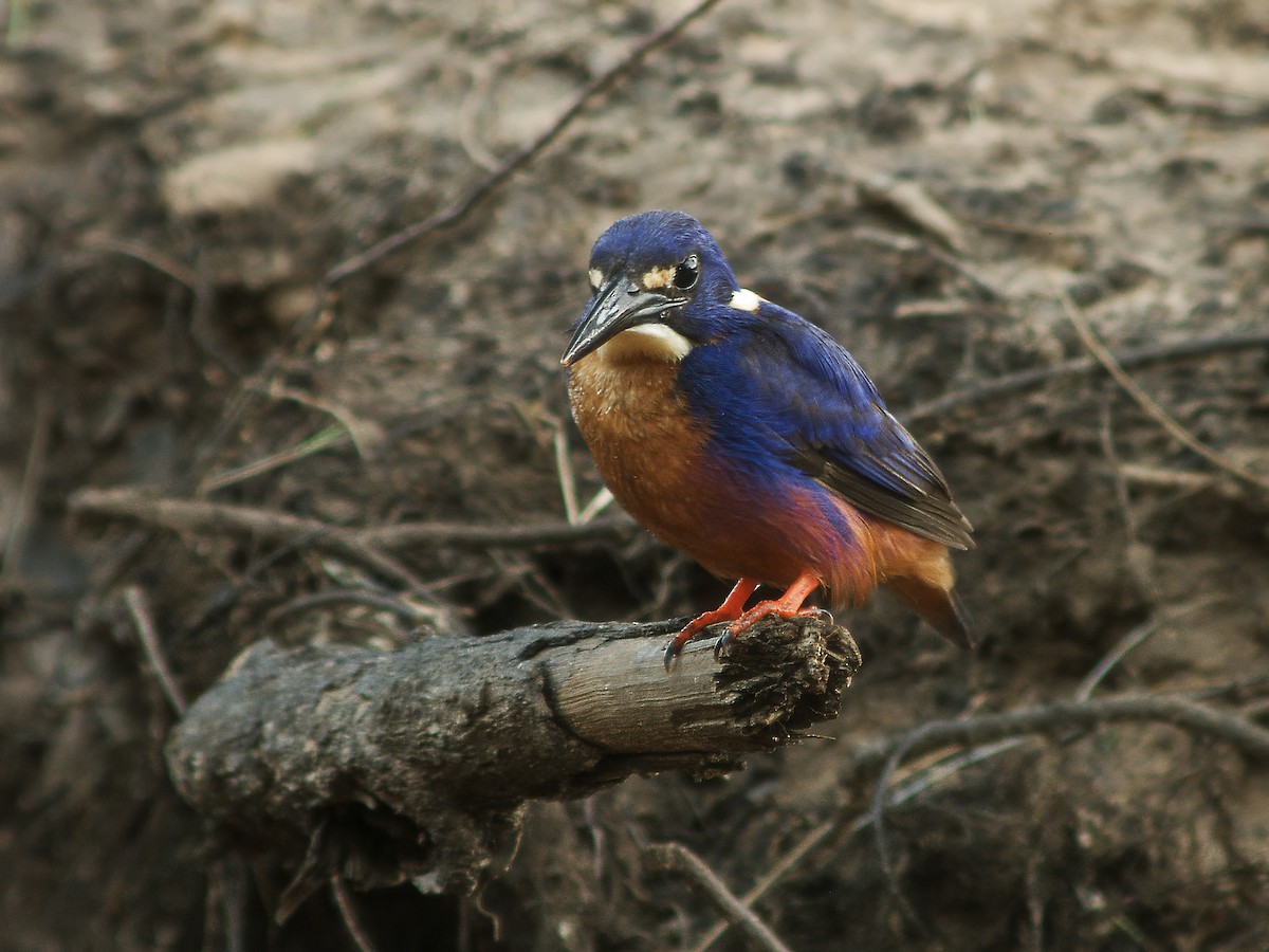 Azure Kingfisher - ML293512991