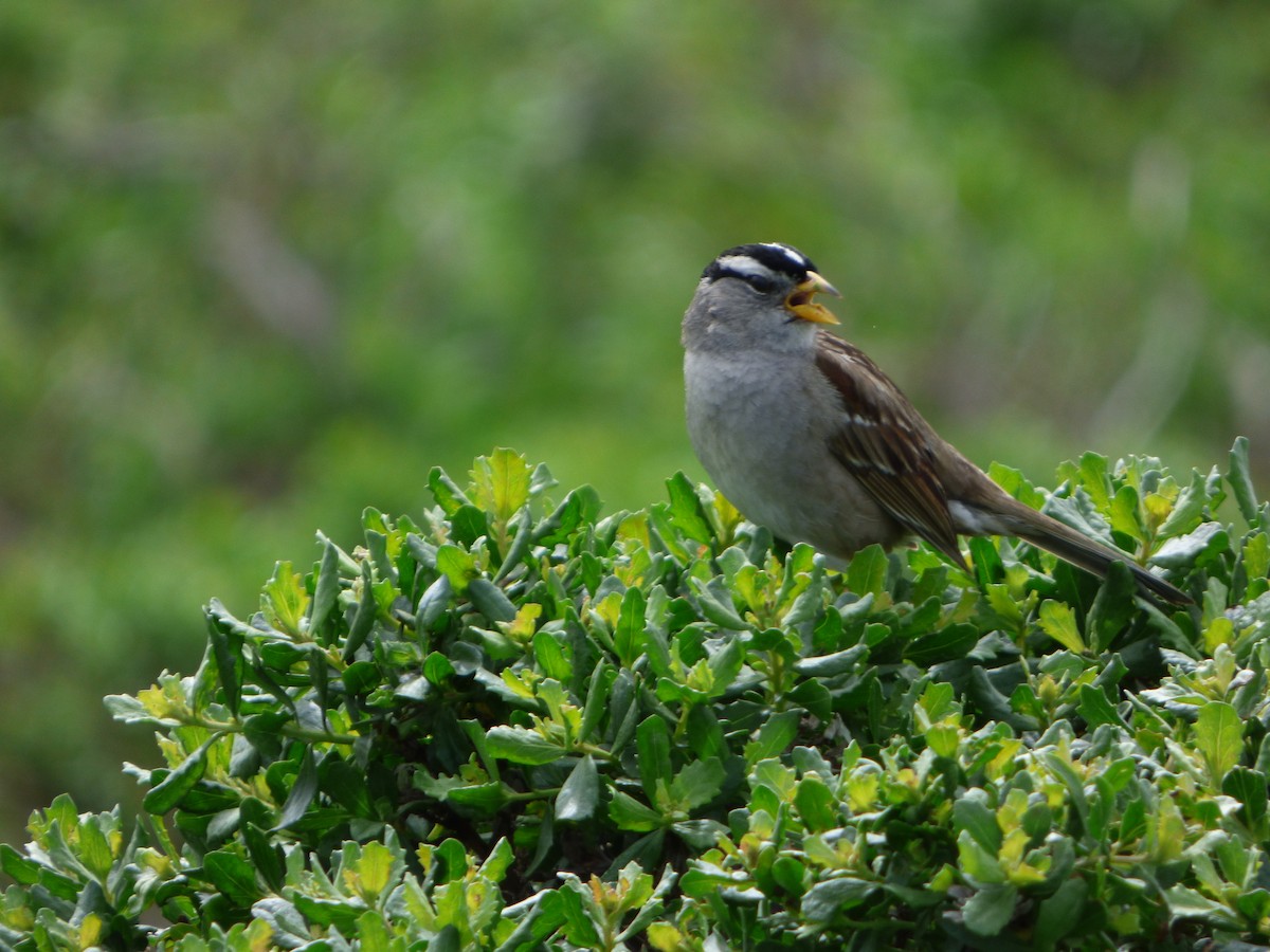 White-crowned Sparrow - Lukas Trelease