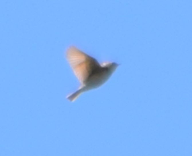 Correndera Pipit - Felipe Undurraga