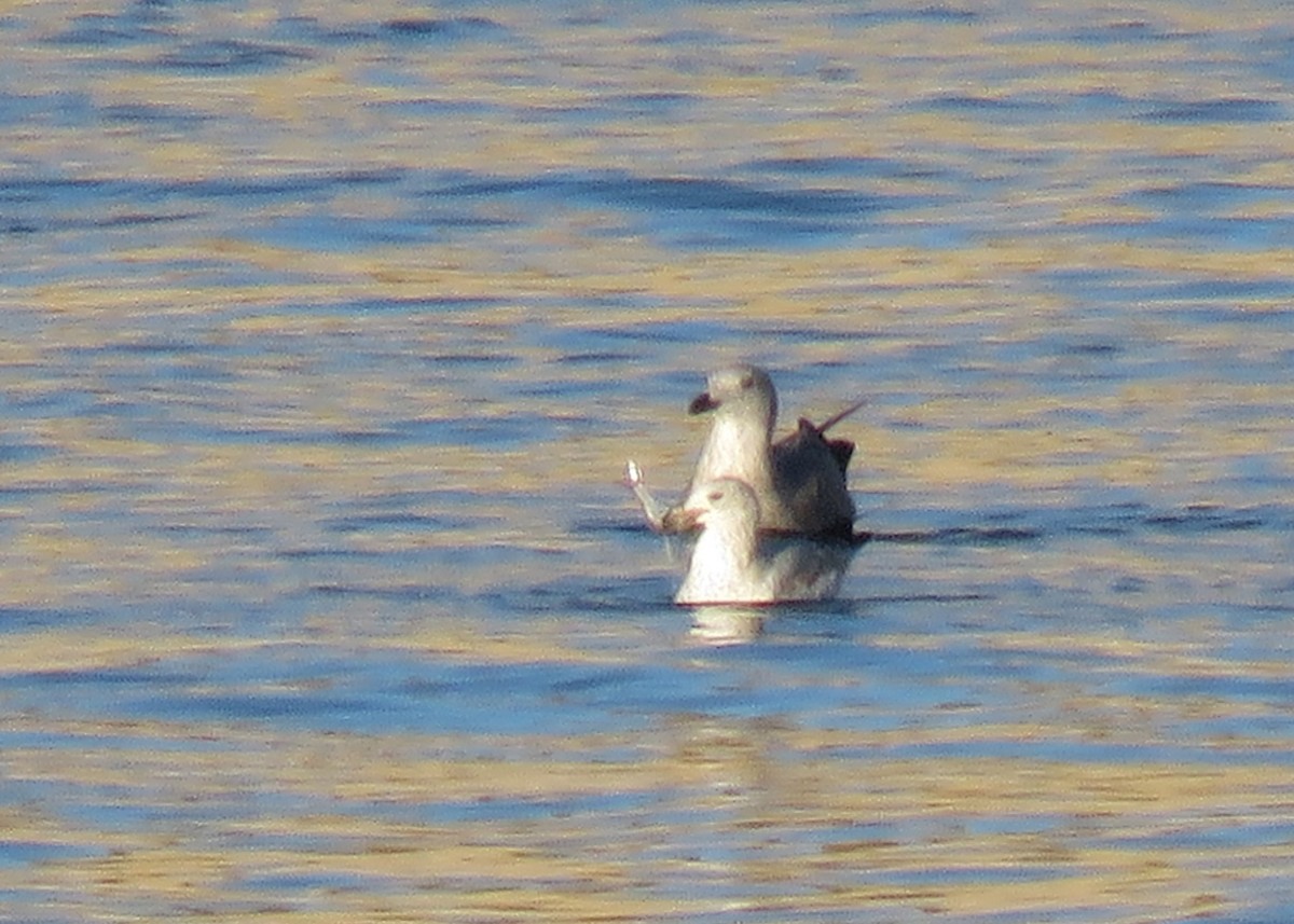 Great Black-backed Gull - ML293513491