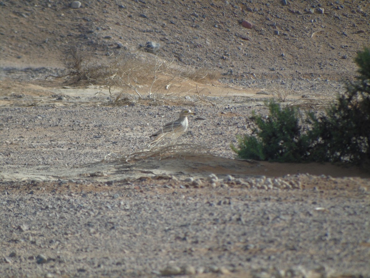 Eurasian Thick-knee - ML293513881