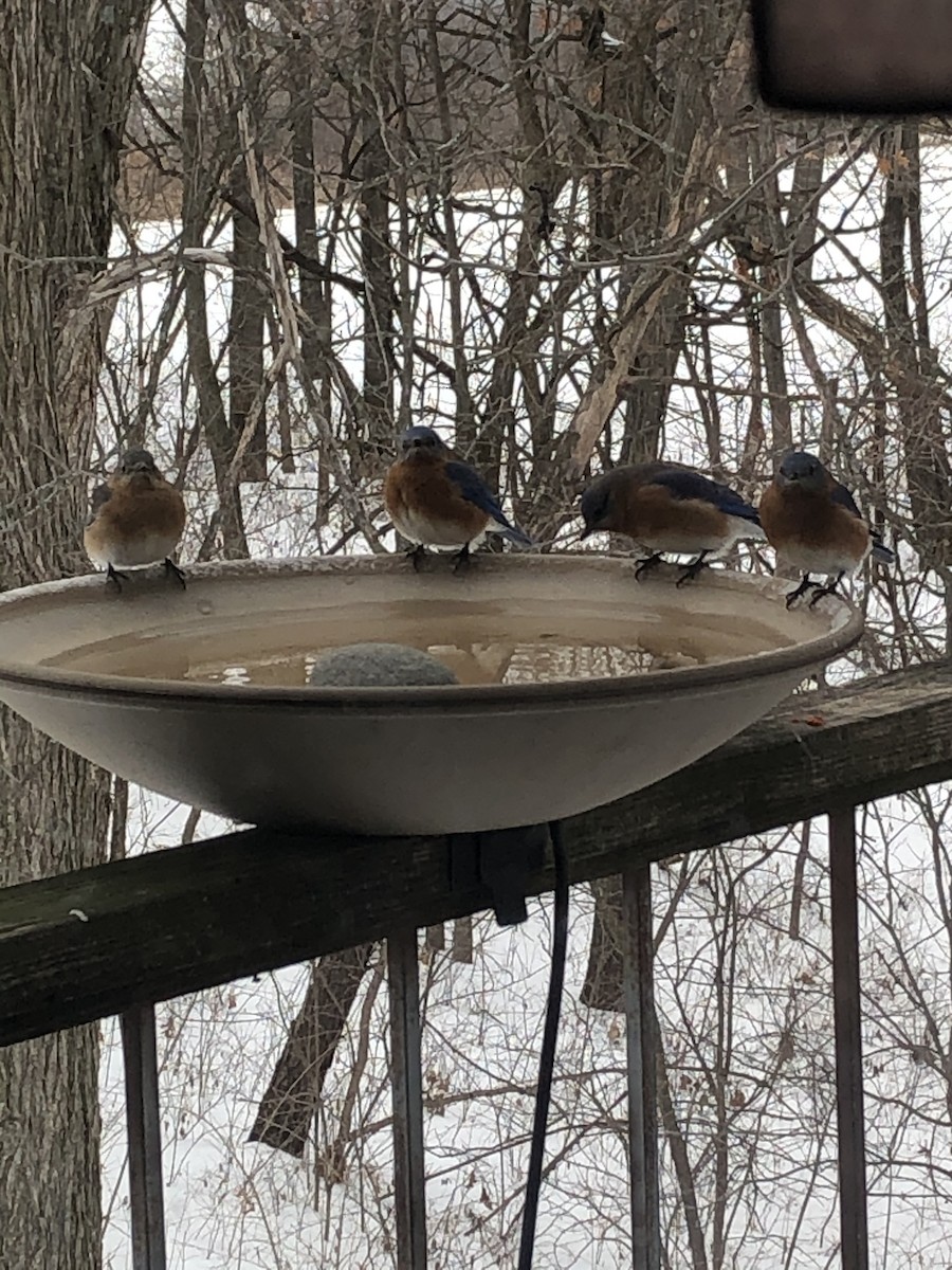 Eastern Bluebird - ML293516641