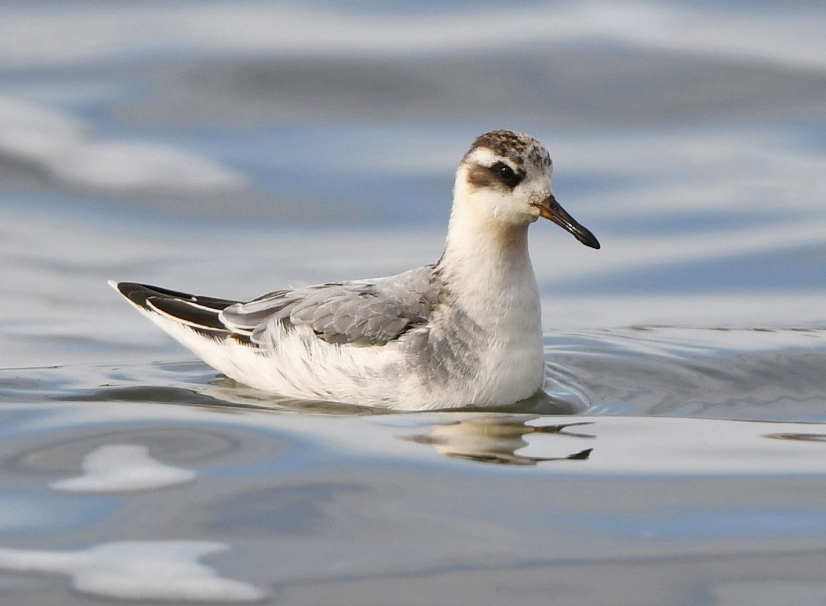 Red Phalarope - ML293517671