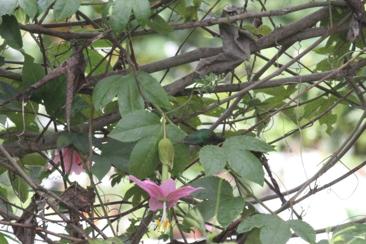 kolibřík zelenobřichý - ML29351791