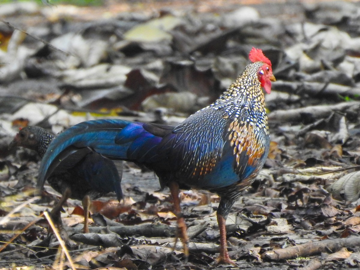 Gray Junglefowl - Sreejesh Nair