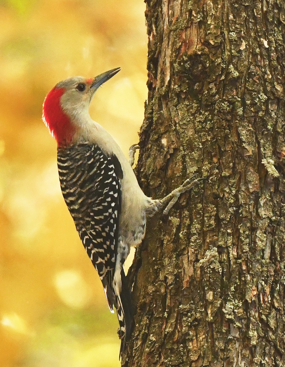 Red-bellied Woodpecker - ML293518581
