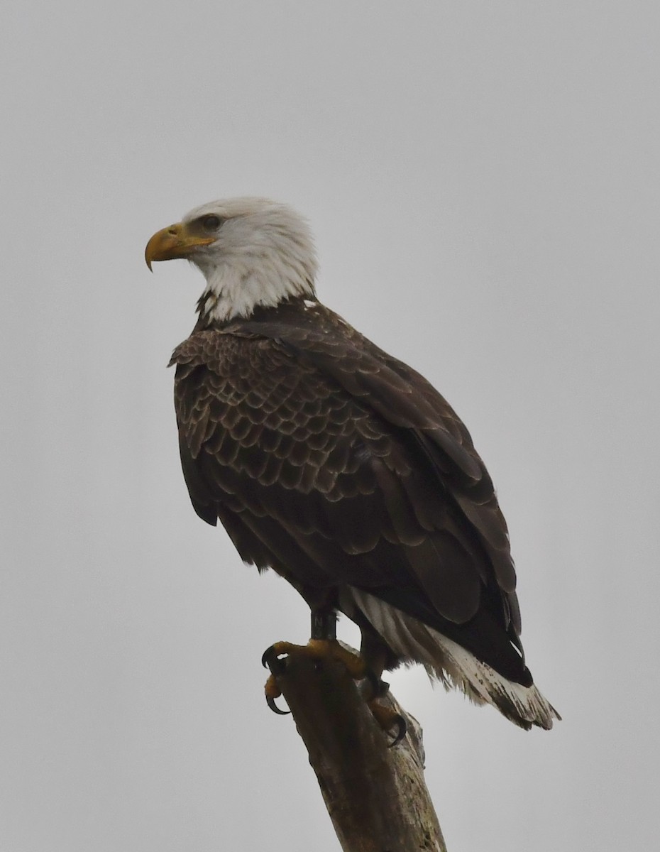 Bald Eagle - ML293518701