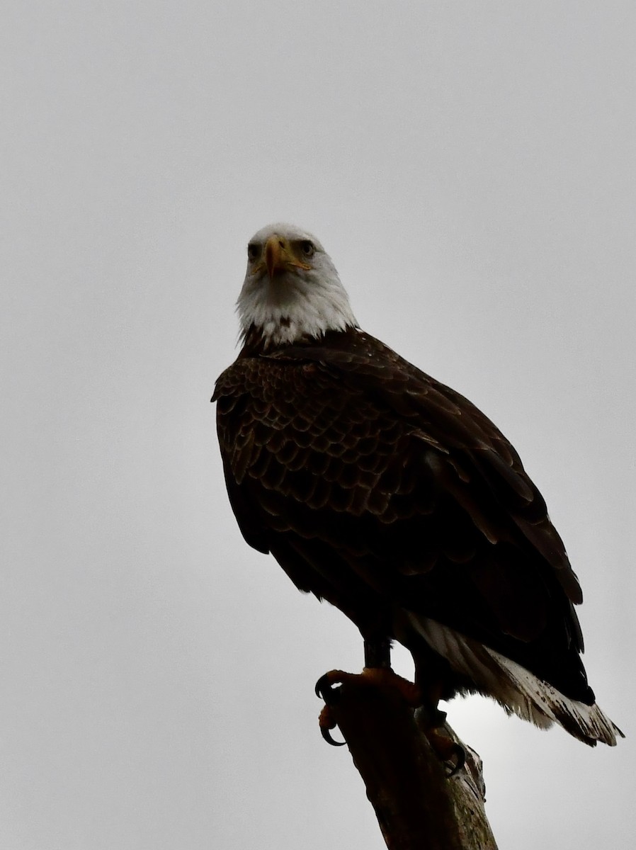 Bald Eagle - ML293518711