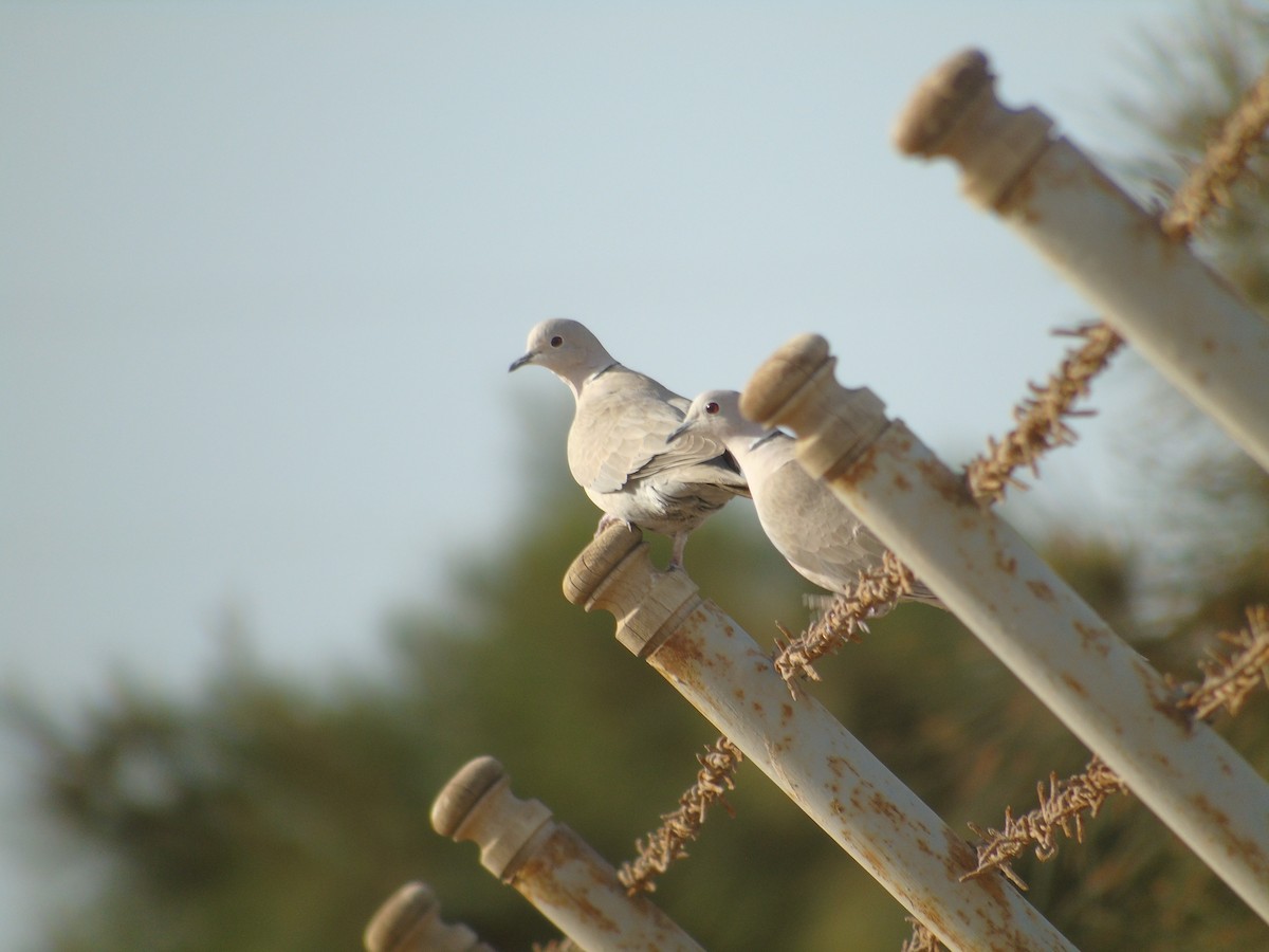 Eurasian Collared-Dove - Carlos Pereira