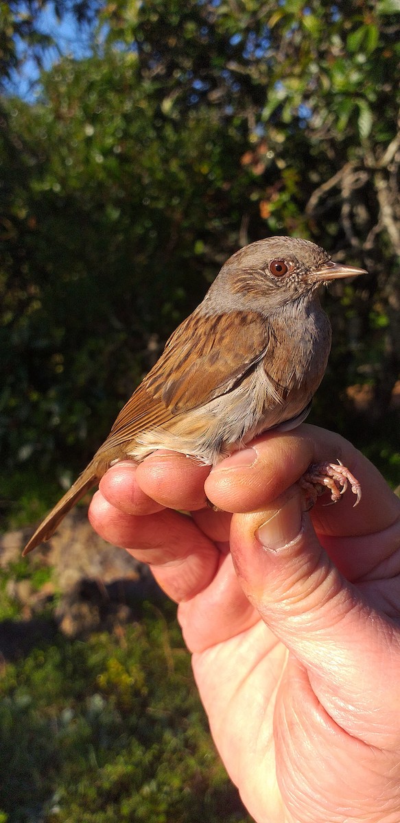 Dunnock - ML293521301