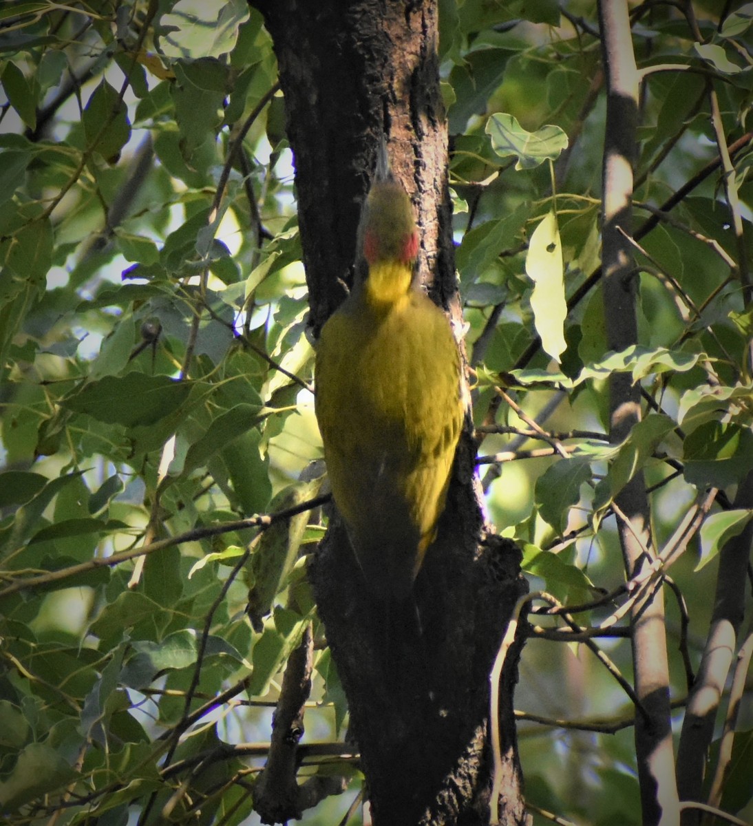 Lesser Yellownape - ML293521531