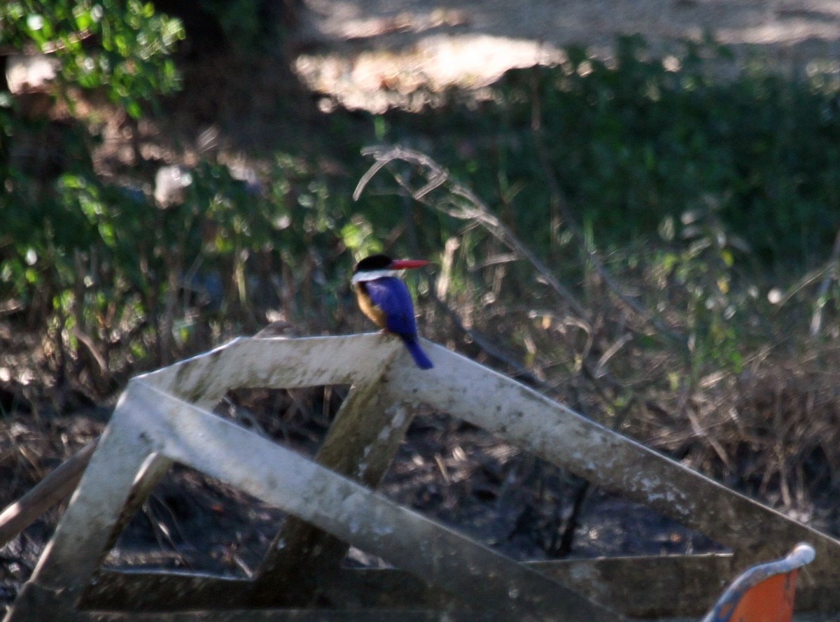 Black-capped Kingfisher - ML293521881