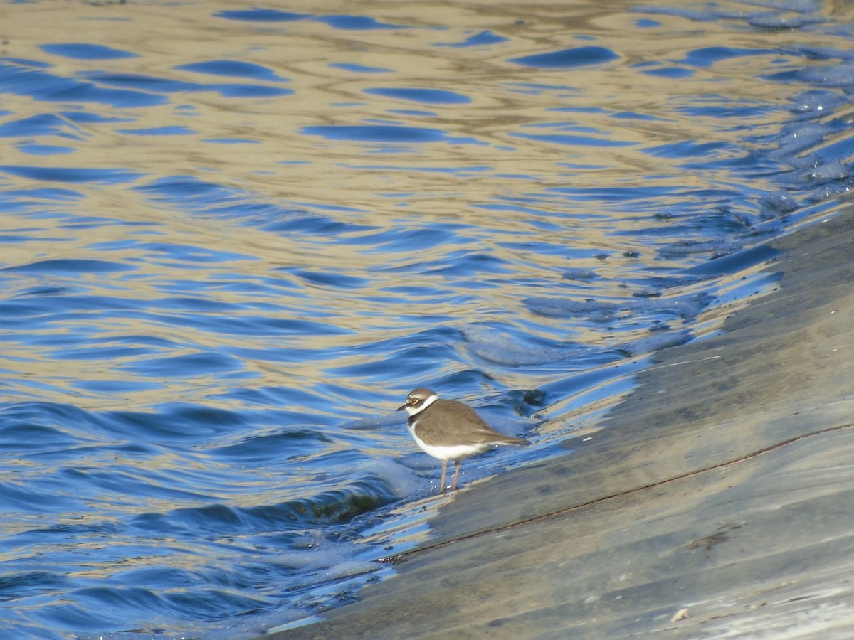 Little Ringed Plover - ML293522051