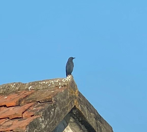 Blue Rock-Thrush (pandoo) - ML293522071