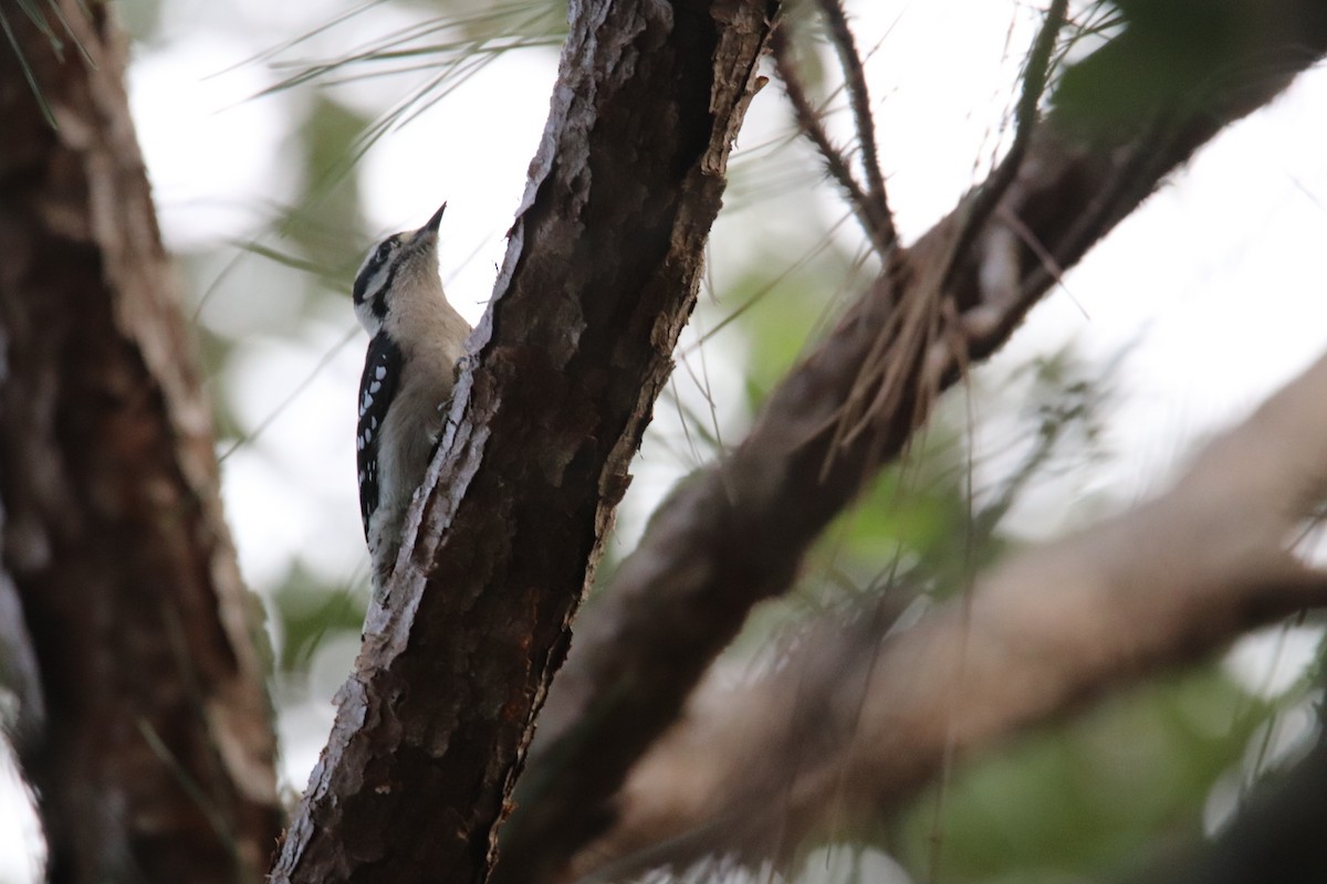 Downy Woodpecker - ML293522681