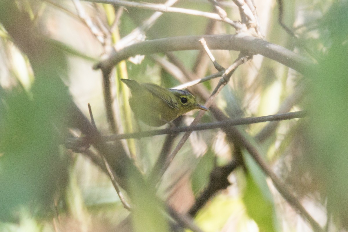 Gray-crowned Warbler - ML293522781