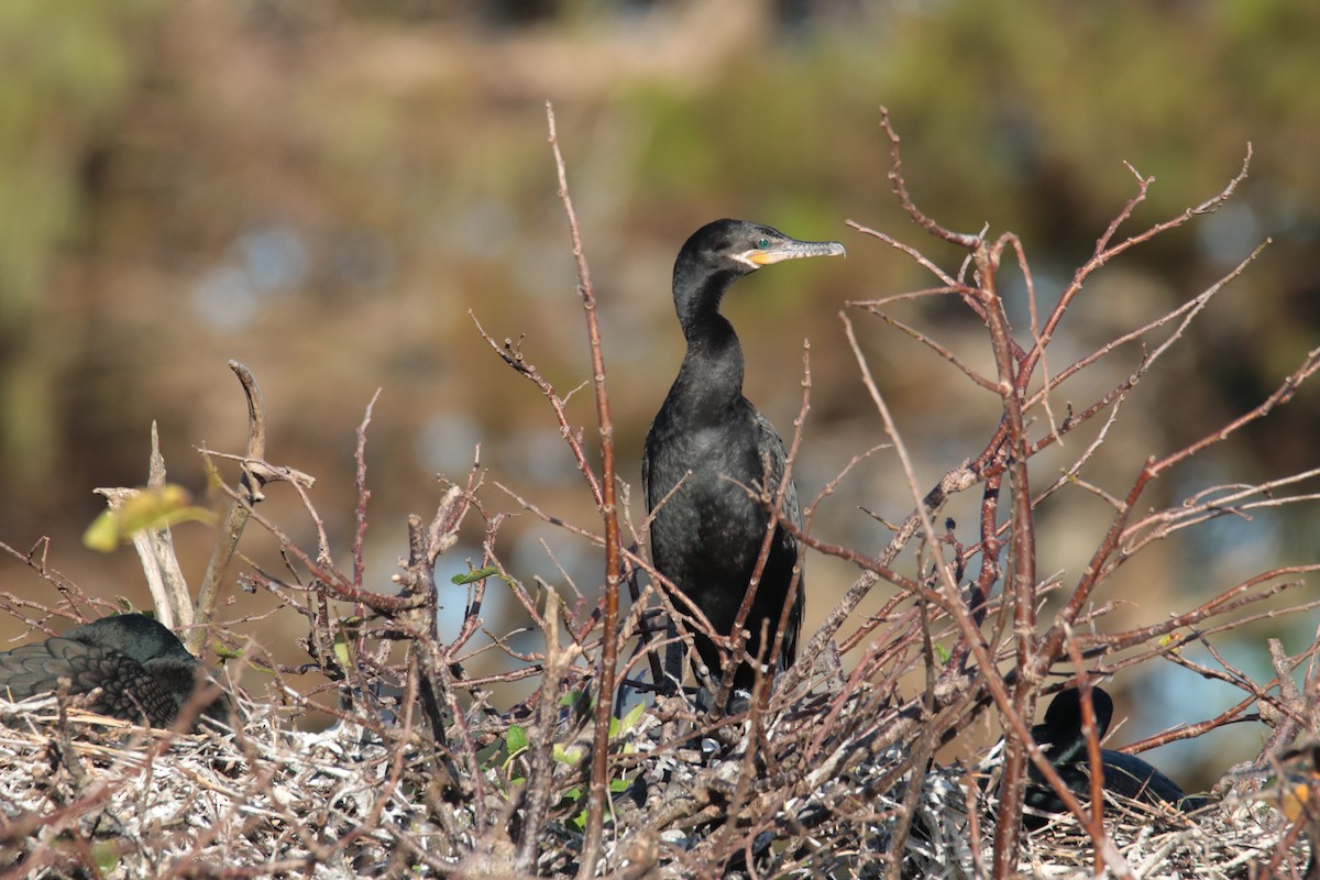 Neotropic Cormorant - Carlos Trujillo