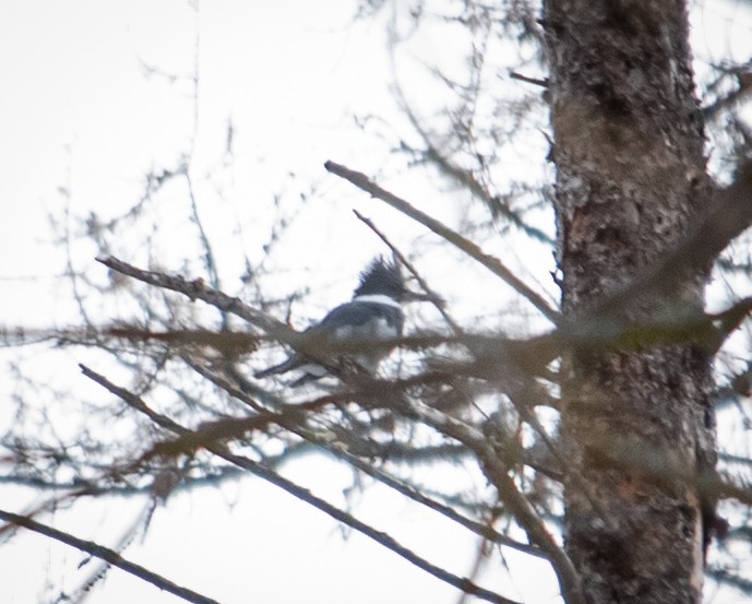 Belted Kingfisher - ML293522931