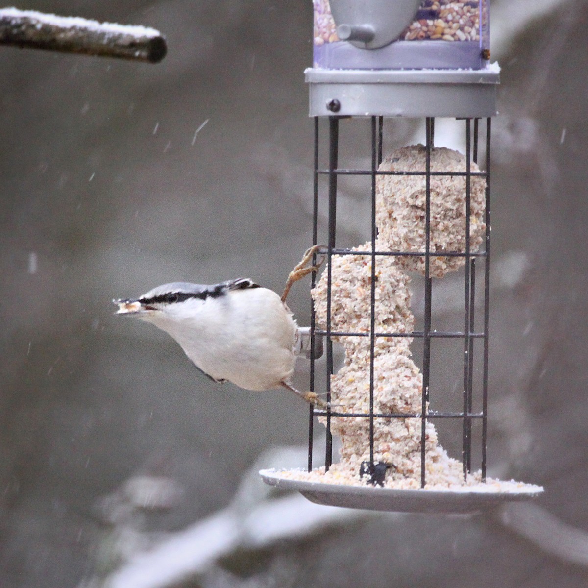 Eurasian Nuthatch - ML293523071