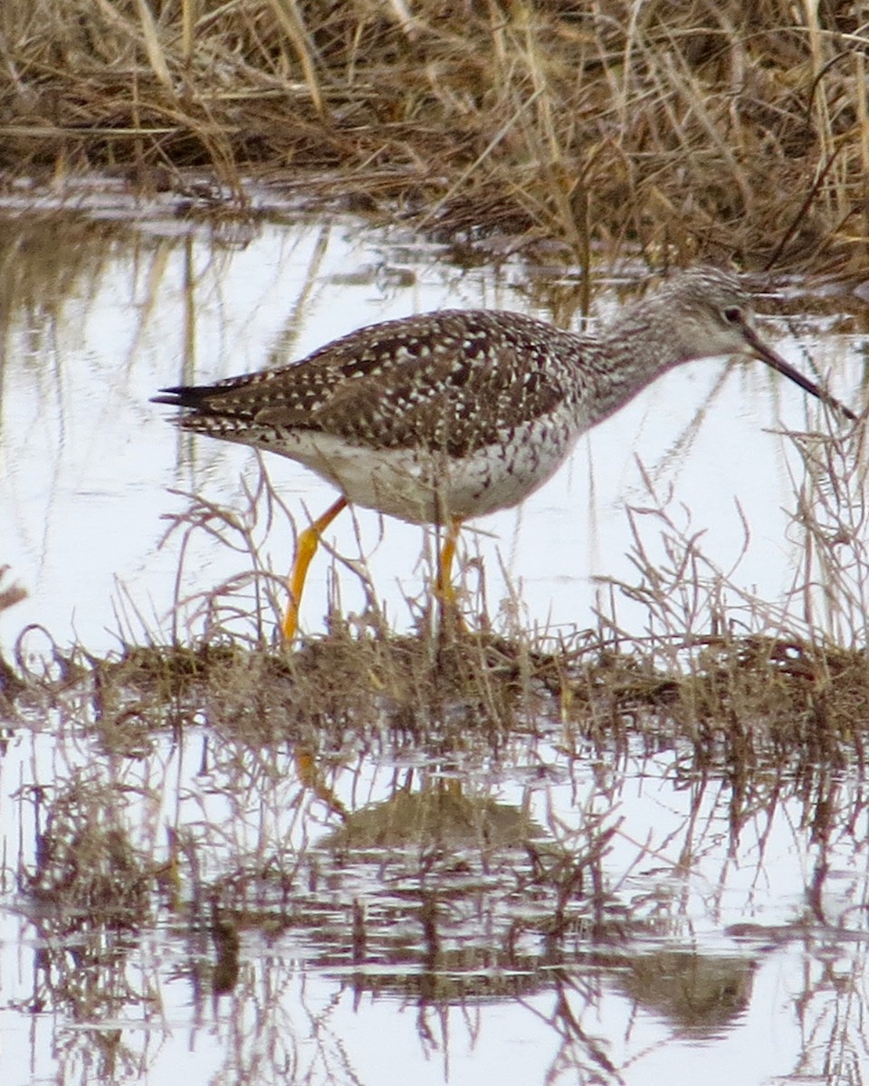 Lesser/Greater Yellowlegs - ML29352441