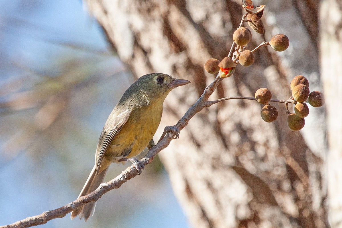 Cuban Vireo - ML293524761