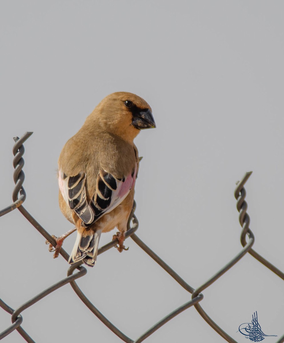 Desert Finch - ML293524811