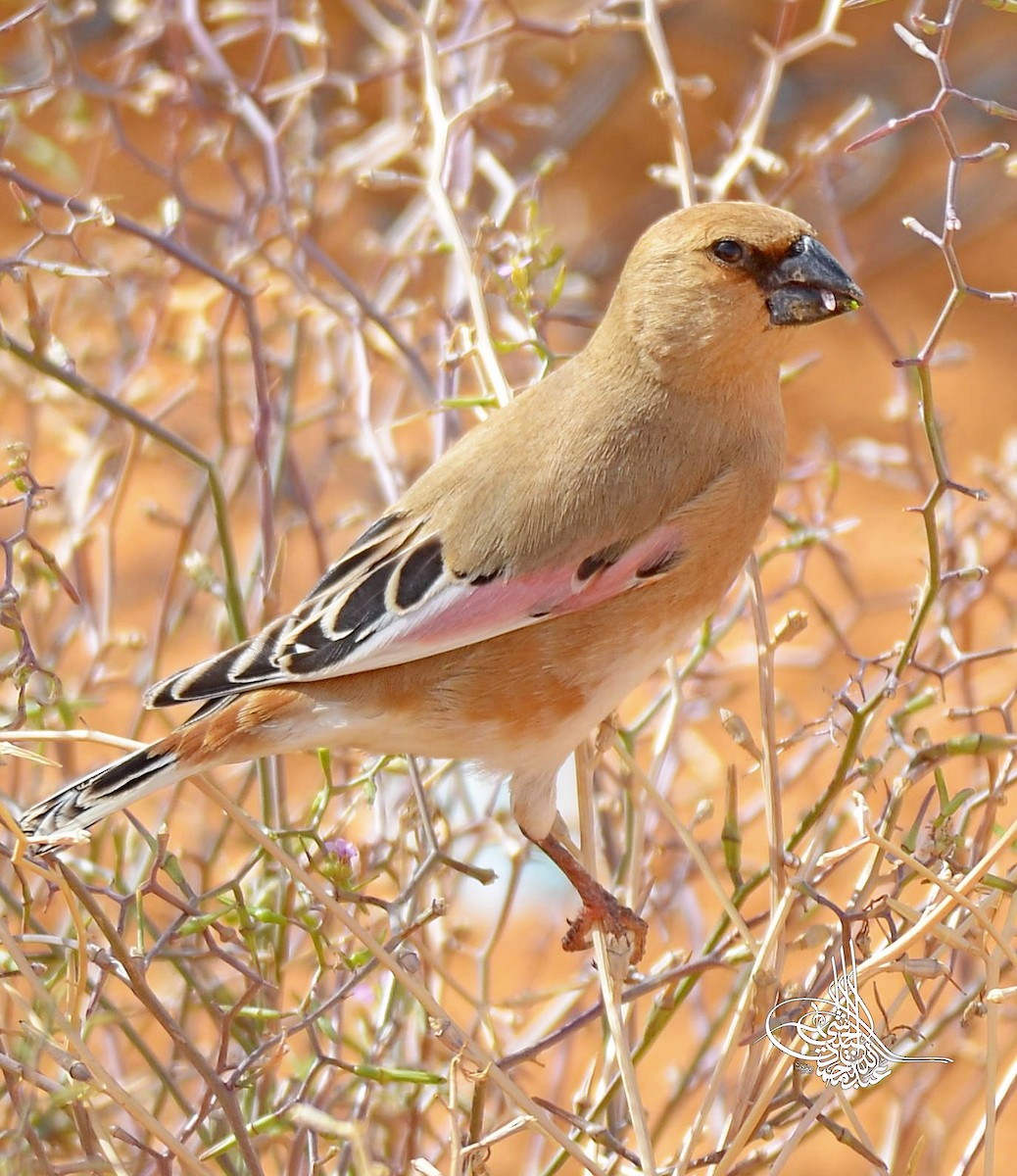 Desert Finch - ML293524821