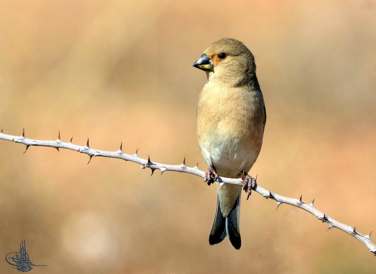 Desert Finch - ML293524861
