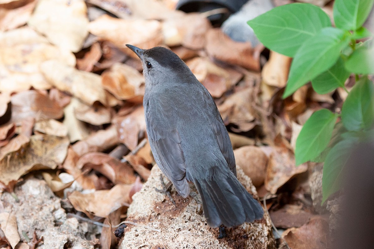 Gray Catbird - ML293525031